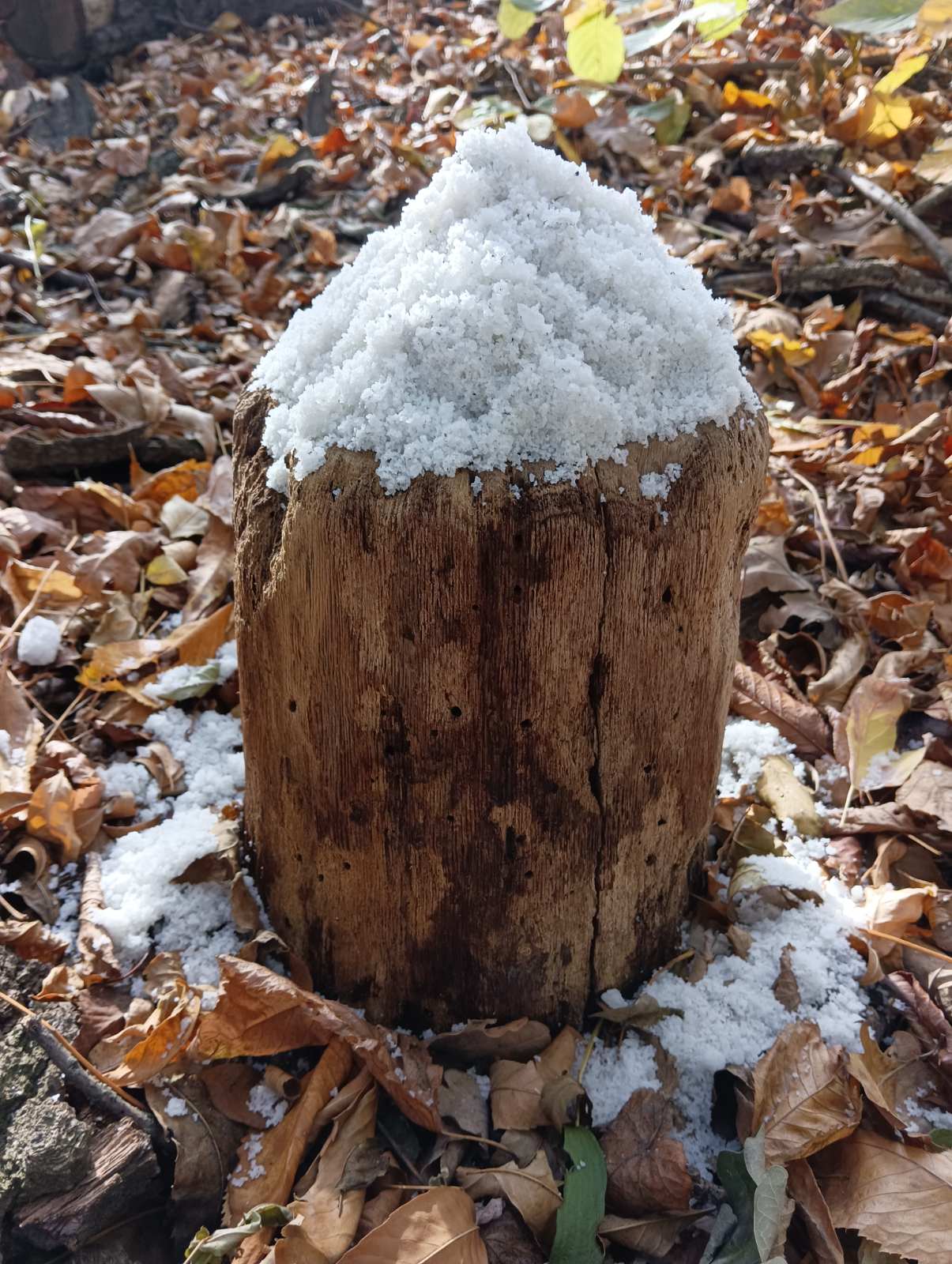 У лісах  перевірили підгодівельні майданчики