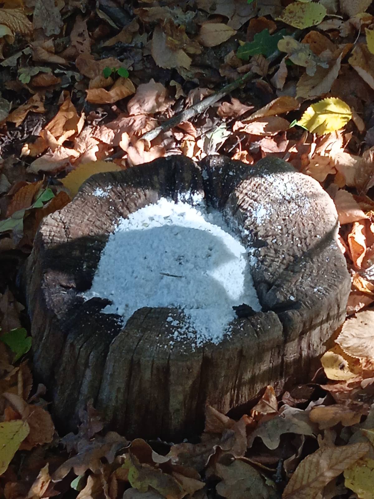 У лісах  перевірили підгодівельні майданчики