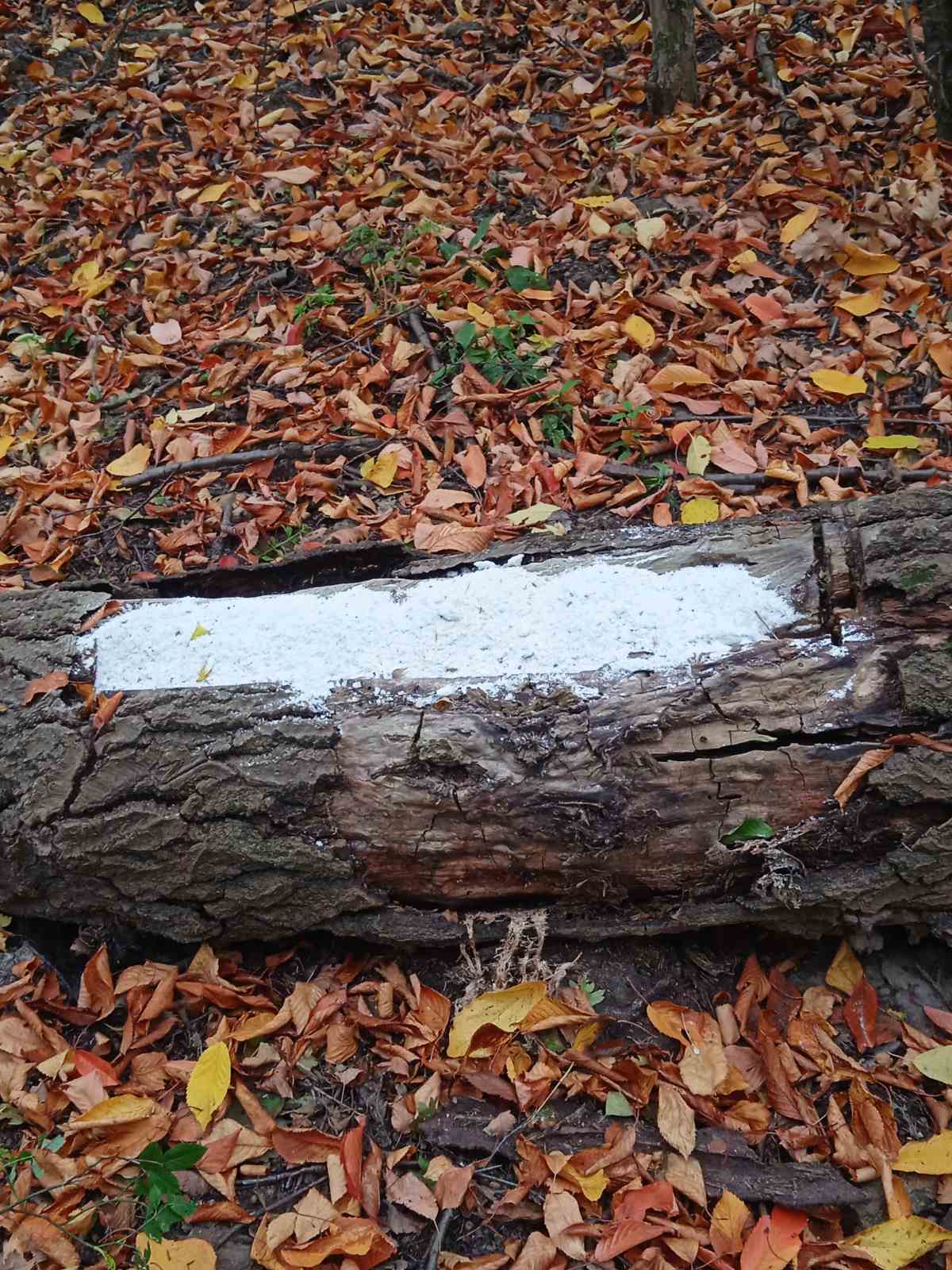 У лісах  перевірили підгодівельні майданчики