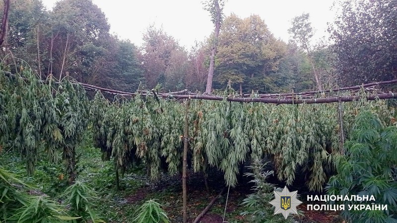 На Вінниччині шестеро чоловіків вирощували коноплі в промислових масштабах