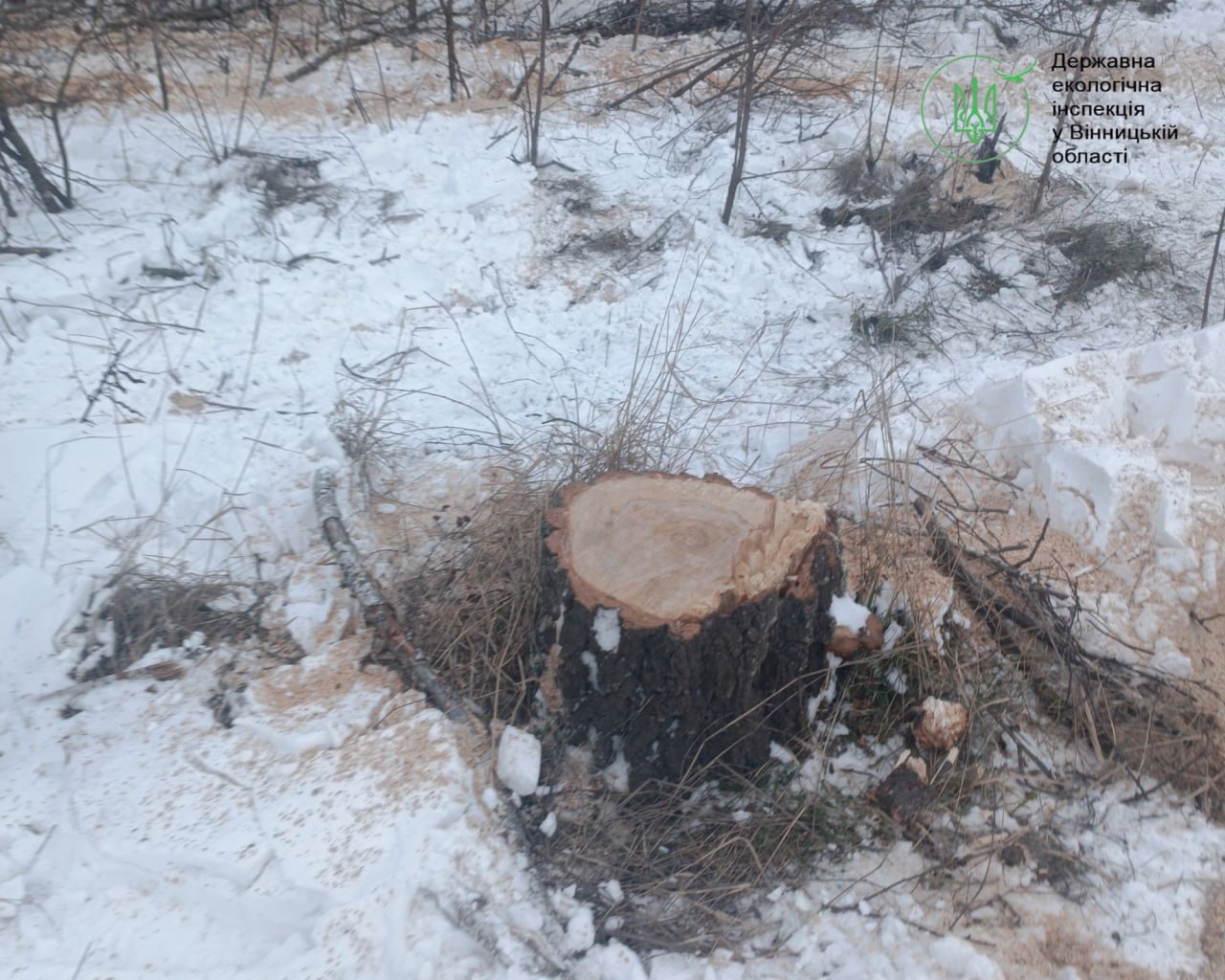 Незаконна рубка дерев у полезахисній смузі на Вінниччині — відкрито кримінальне провадження