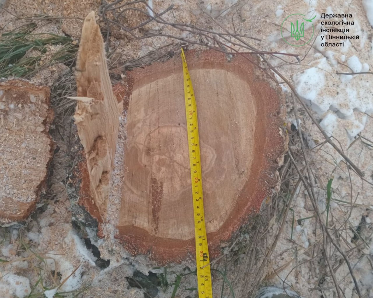 Незаконна рубка дерев у полезахисній смузі на Вінниччині — відкрито кримінальне провадження