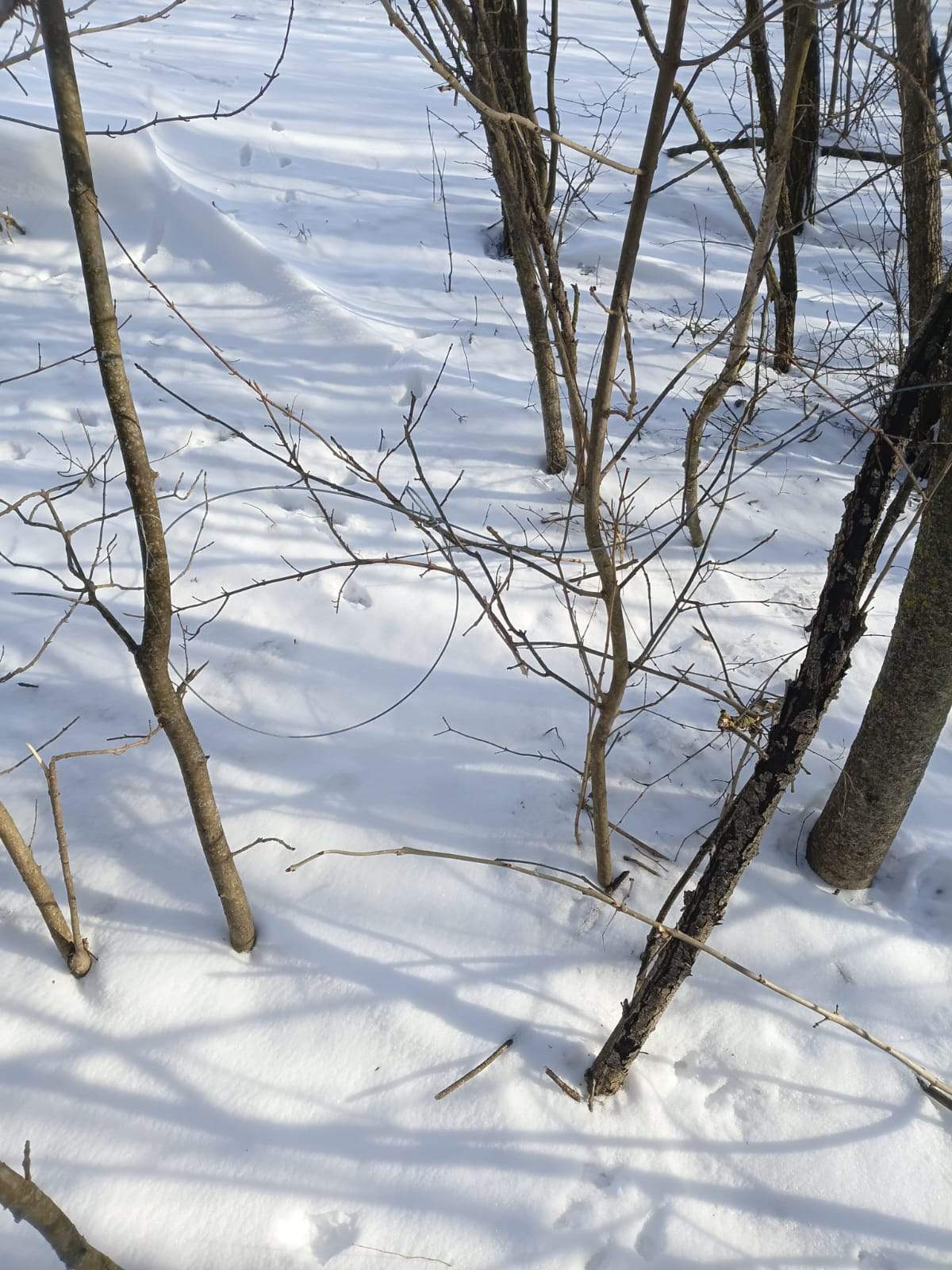 В національному природному парку на Вінниччині виявили петлі для незаконного відлову тварин