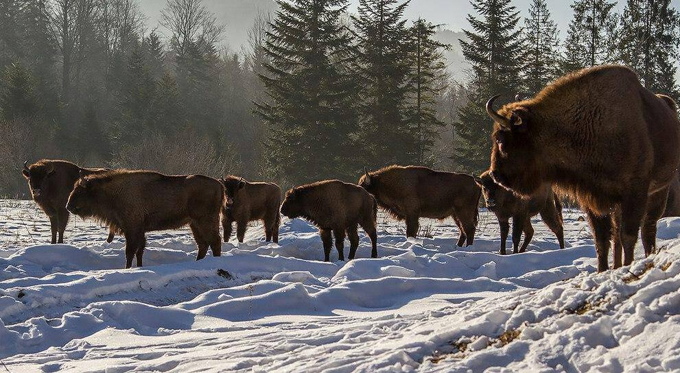 На Вінниччині росте популяція червонокнижного зубра