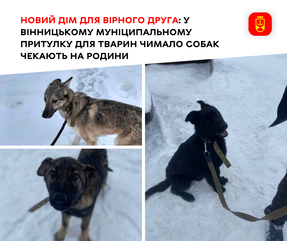 У Вінницькому муніципальному притулку для тварин чимало собак чекають на родини