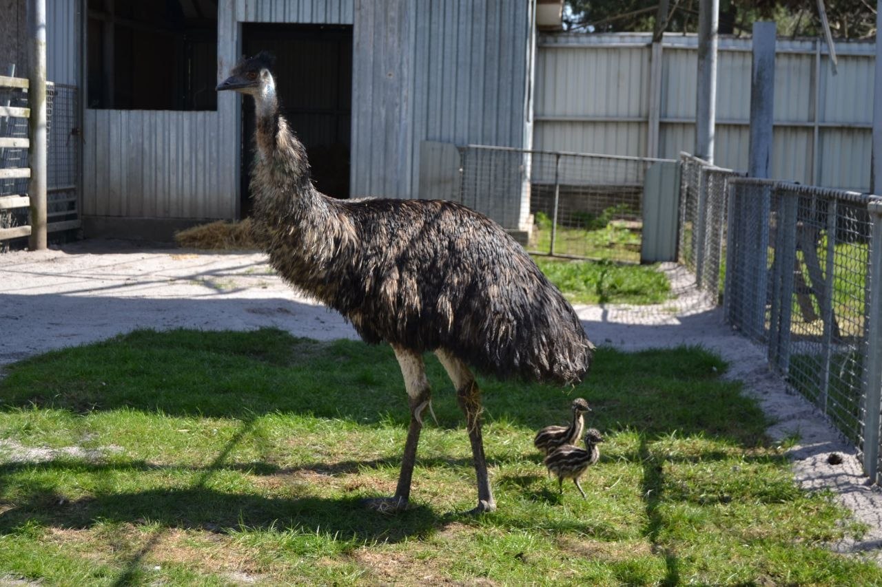 У Подільському зоопарку страуси ему вперше дали потомство