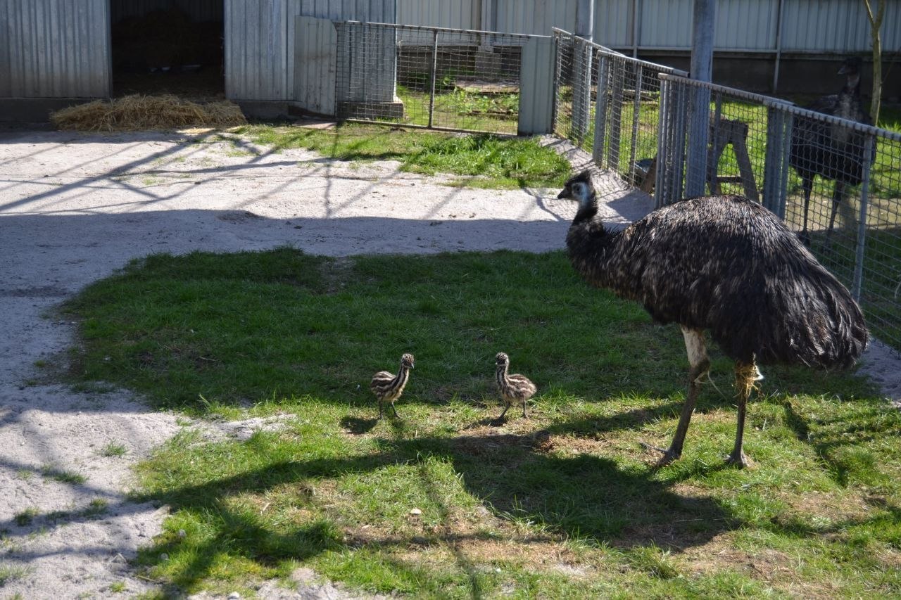 У Подільському зоопарку страуси ему вперше дали потомство