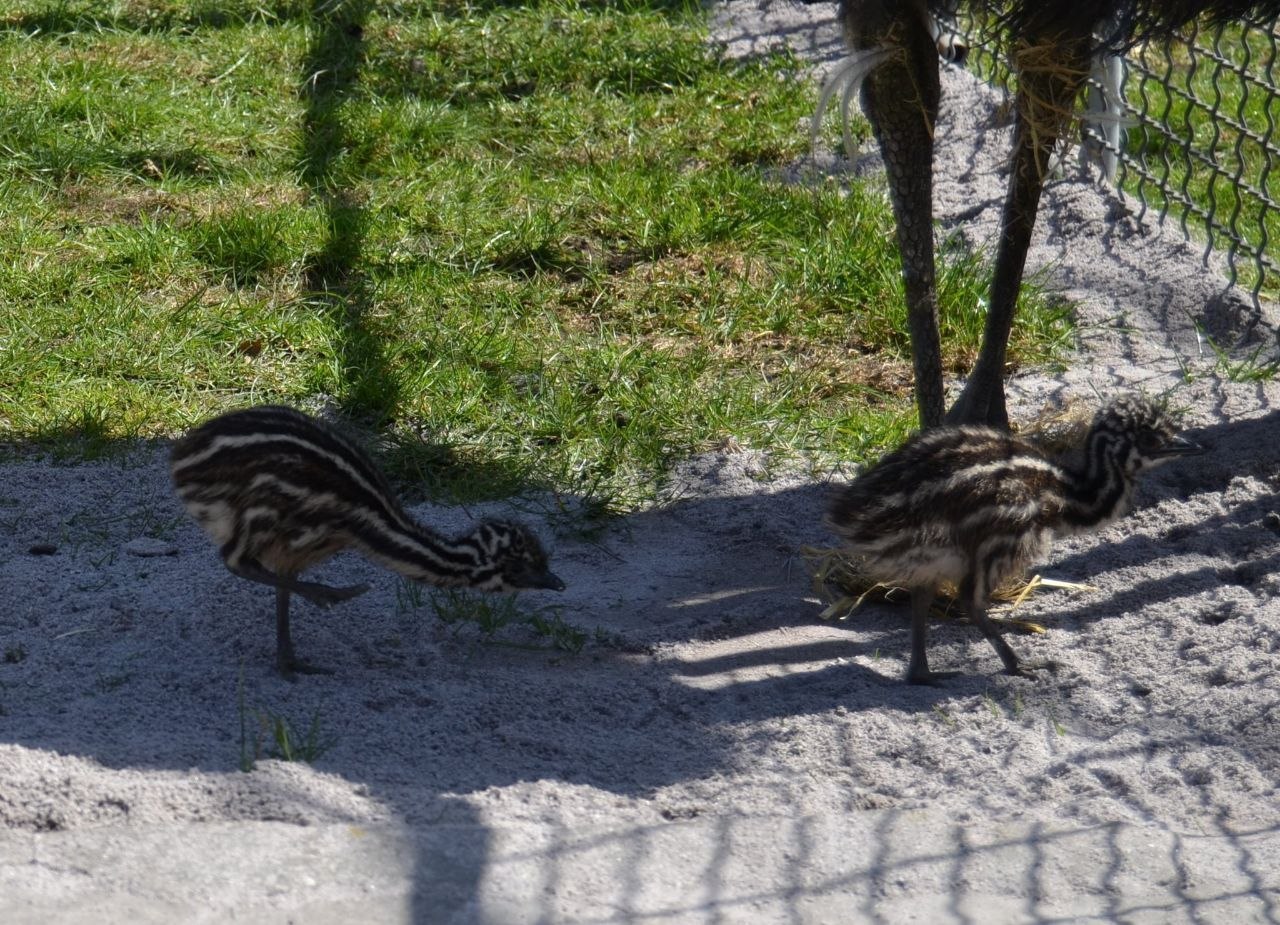 У Подільському зоопарку страуси ему вперше дали потомство