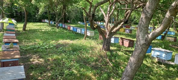 Масову загибель бджіл зафіксували в Оратівській громаді на Вінниччині