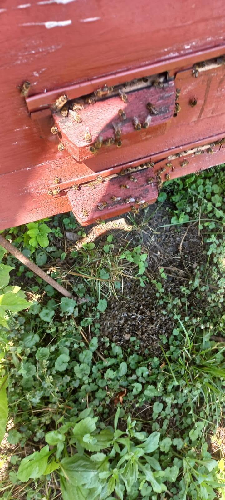 Масову загибель бджіл зафіксували в Оратівській громаді на Вінниччині