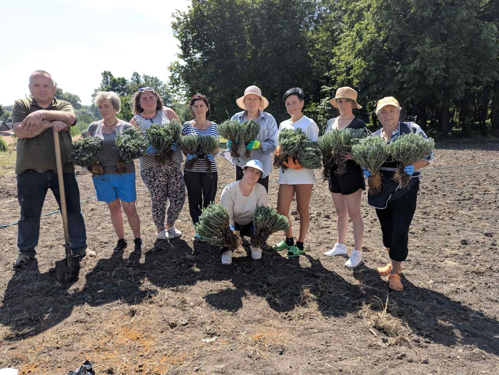 У Новій Греблі на Вінниччині закладають лавандове поле, яке стане місцем відпочинку та реабілітації