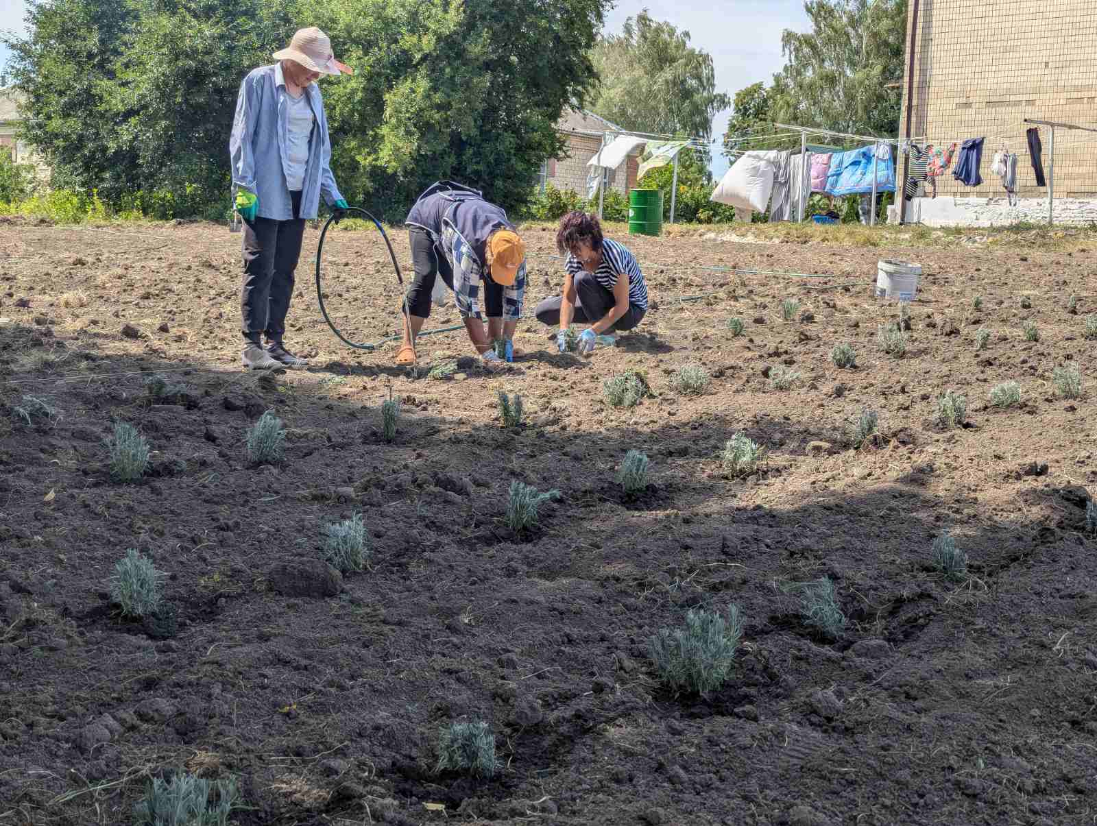 У Новій Греблі на Вінниччині закладають лавандове поле, яке стане місцем відпочинку та реабілітації