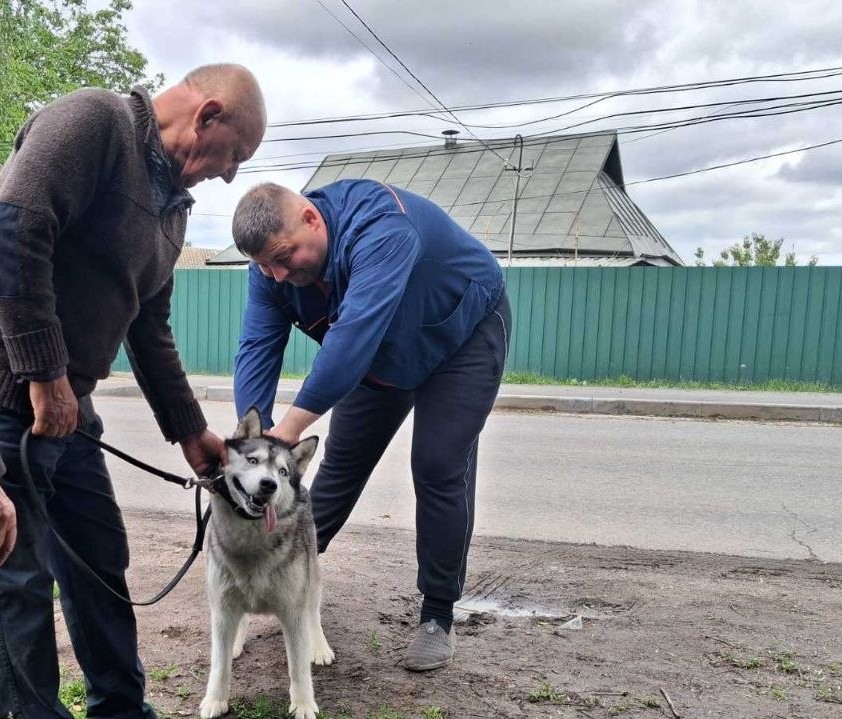 На території старостинських округів Вінницької громади провели кампанію з вакцинації домашніх тварин