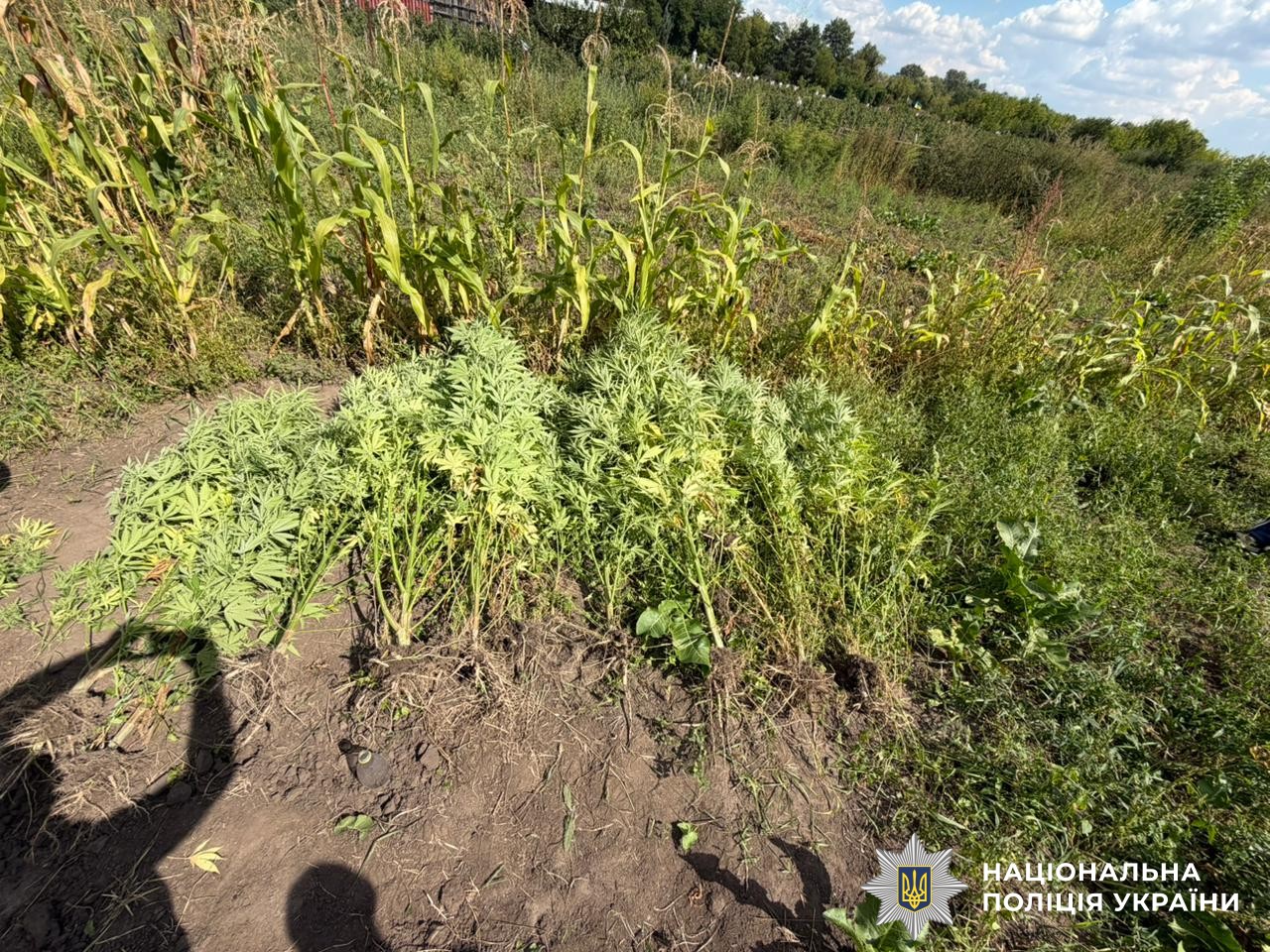 Понад 1,5 кг речовини та рослини конопель: у Вінниці викрили наркозлочин