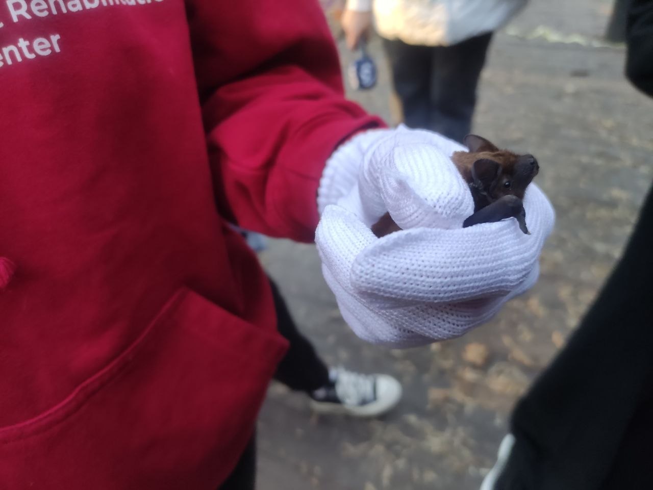 У Центральному парку Вінниці випустили близько 150 врятованих кажанів