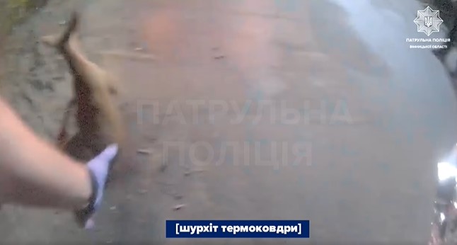 Поранену козулю у Вінниці врятували патрульні: тварину доправили до центру реабілітації
